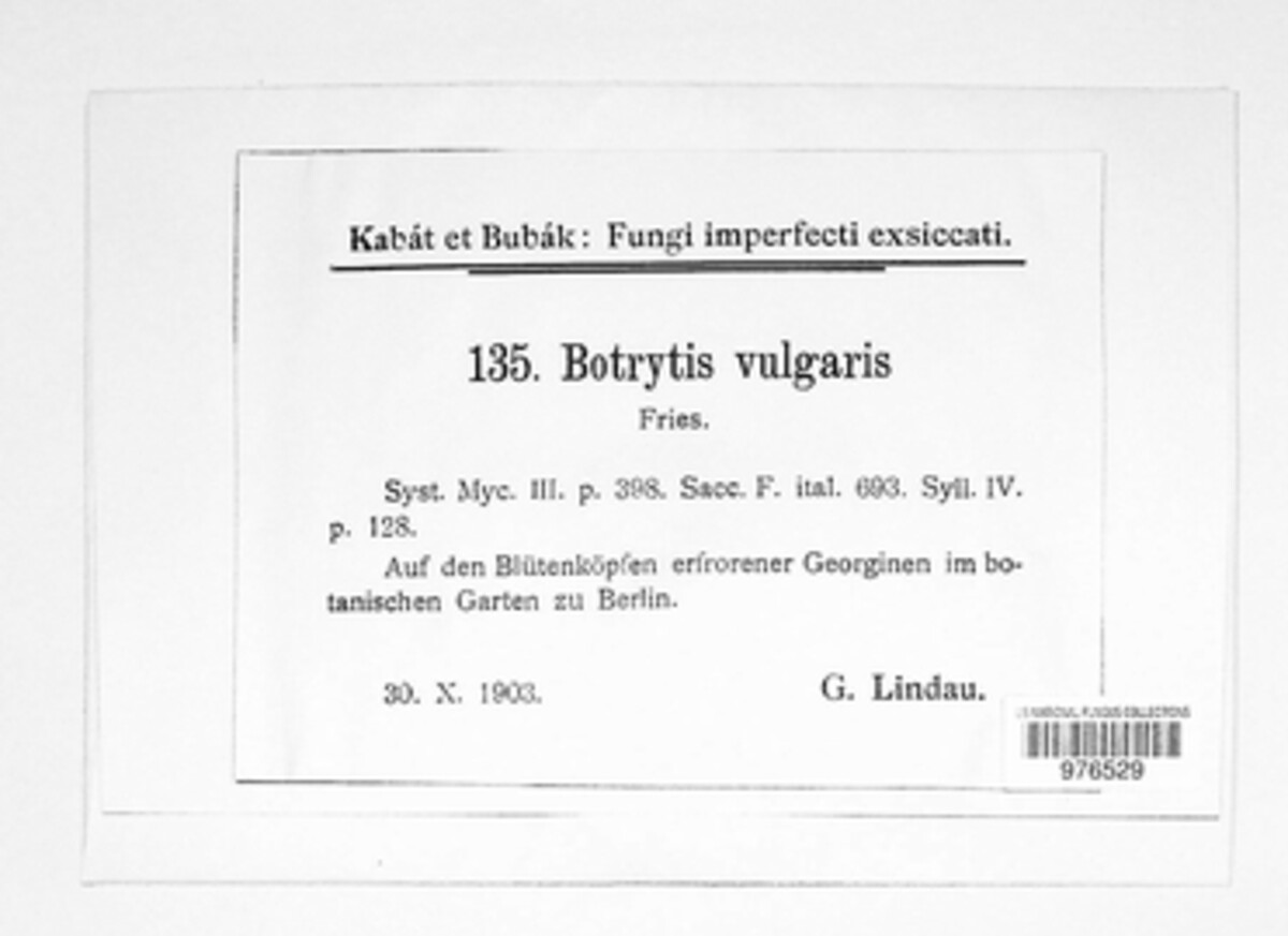 Botrytis cinerea image